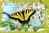 "The butterfly counts not months..." - MS Spring Collection