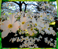 Dogwood Display - MS Spring Collection
