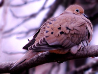 Brrrrd!!  Mourning Dove in Winter - MS Winter Collection