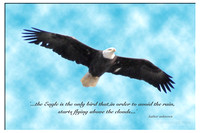 ",,,the eagle is the only bird..."