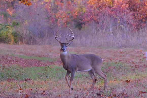 Buck in Autumn or Who's in Charge?