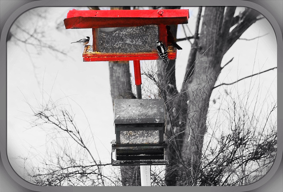 Birds at Aunt LaVern's (color pop)