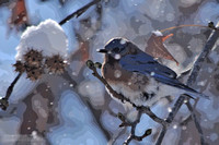 "You won't see bluebirds in winter!"  - MS Winter Collection