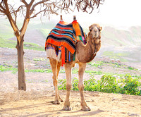 Camel in Judaean Desert