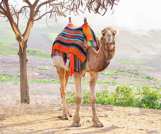 Camel in Judaean Desert