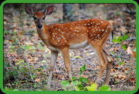 Fawn in Spring