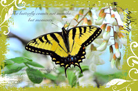 "The butterfly counts not months..."                - MS Spring Collection