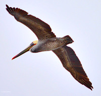 Brown Pelican