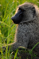 adult male baboon