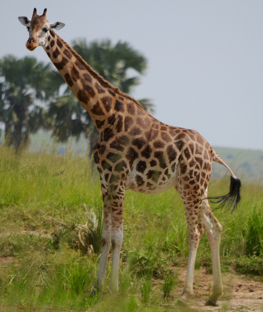 Giraffe - Paraa Safari Uganda