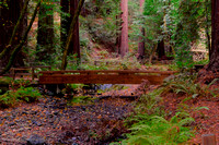 Muir Woods