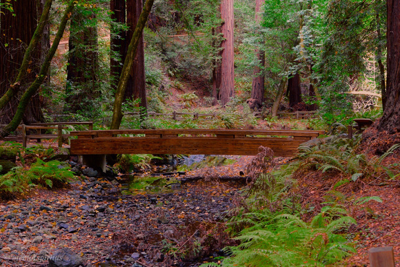 Muir Woods