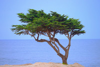 California Cypress