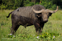 Water Buffalo