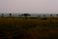 Acacias in African Savannah