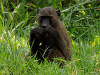 juvenile baboon