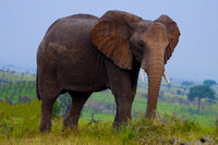 Gentle Giant Elephant - Paraa Safari