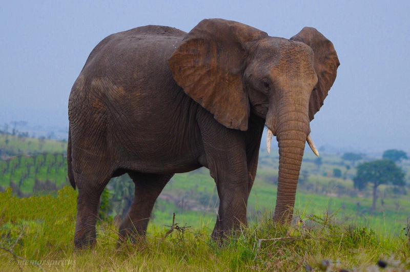 Gentle Giant Elephant - Paraa Safari