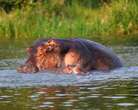 Mother and Son Hippos on the Nile