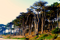 Lands End Cypress