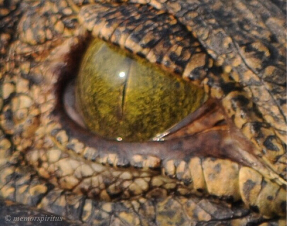 Crocodile on the Nile