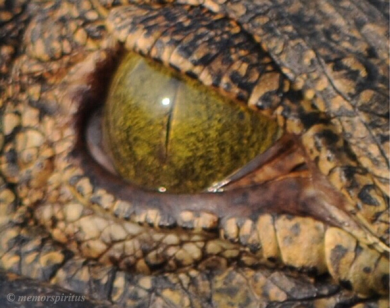 Crocodile on the Nile