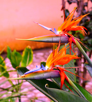 Birds of Paradise - Antigua