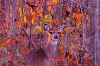 Doe in Autumn