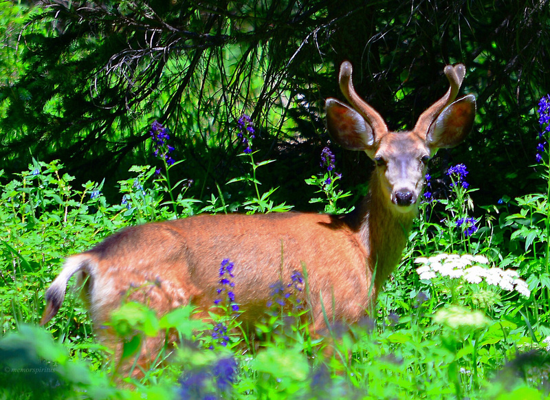 Young Buck in Velvet - Crested Butte, Colorado