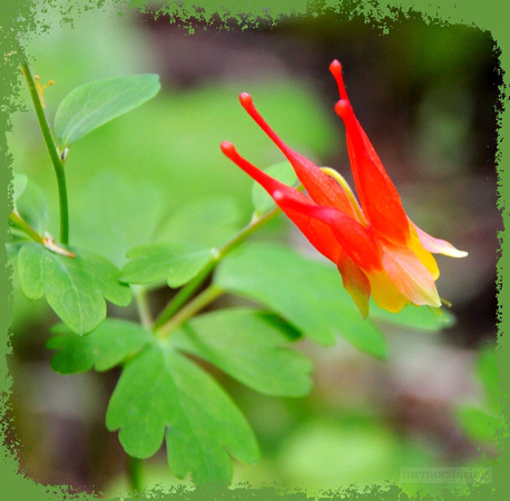 Red Columbine - Crested Butte.           Best Fit: 8x8,10x10