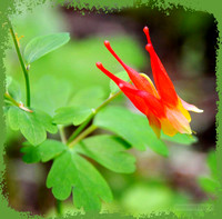 Red Columbine - Crested Butte.           Best Fit: 8x8,10x10