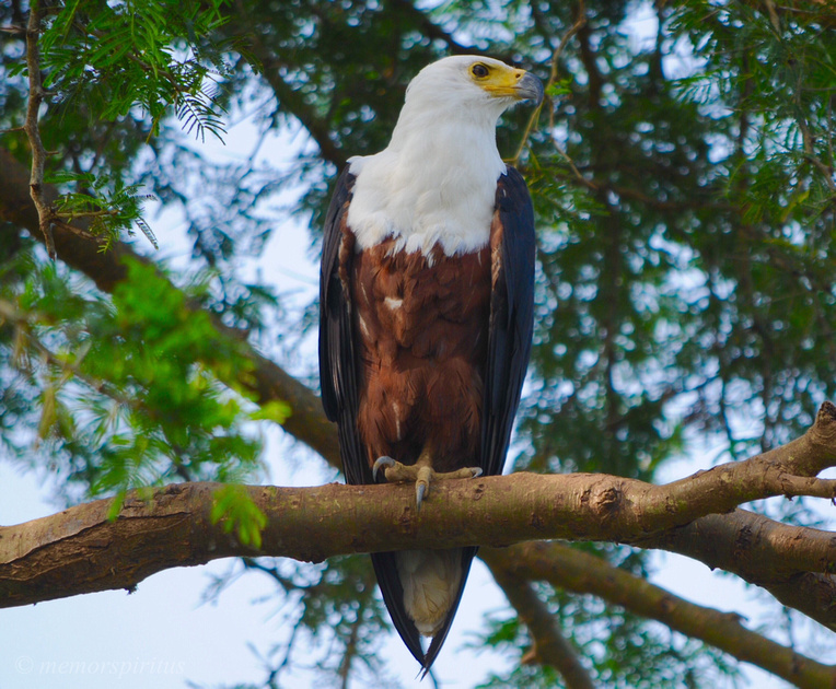 African Fish Eagle