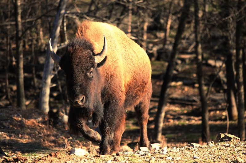 "Where The Buffalo Roam"