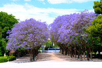 Jacaranda Walkway