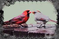 An intimate scene:   A Cardinal couple